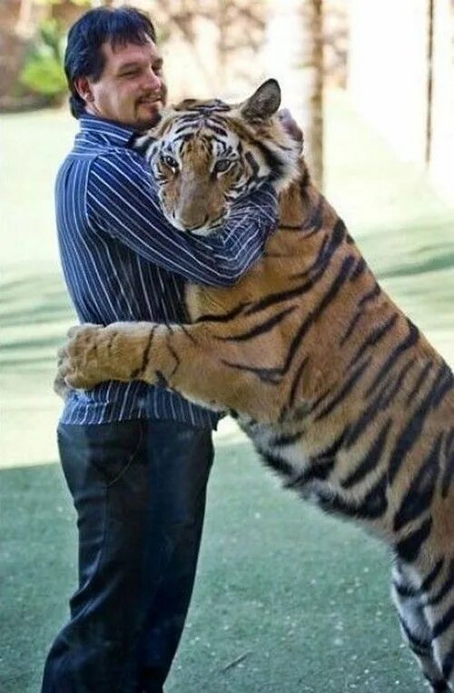 Мужчина тигр в браке. Тигр рядом с человеком. Мужчина тигр. Тигр обнимается с человеком. Парень с тигром.