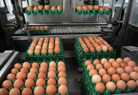 На птицефабрике упаковали 860 яиц в большие