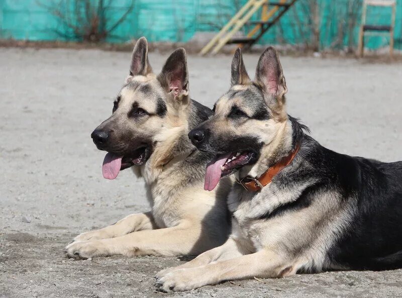 вео овчарка. мраморное вео. щенок восточно европейской овчарки 3 месяца. европейская овчарка щенки. овчарка восточно европейская щенок даром.