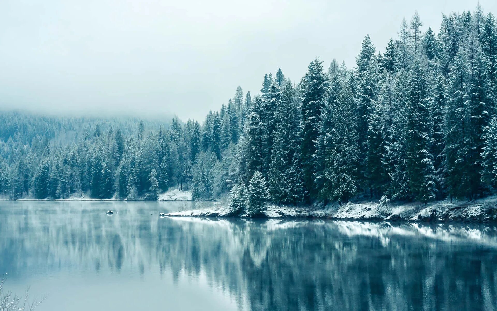 Шварцвальд озеро. Зимний лес. Зима озеро. Зимнее озеро в лесу. Cold and snowy