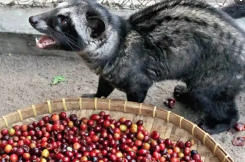 Кофе который какают