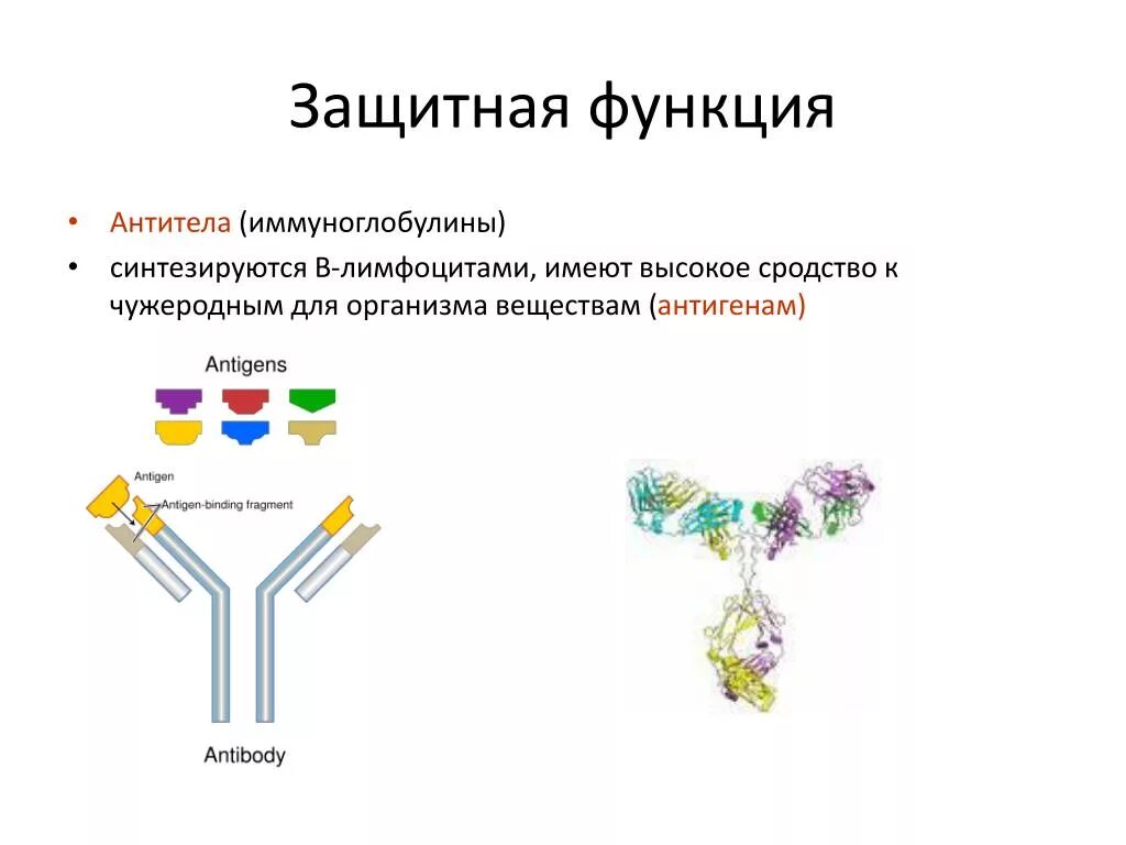 Иммуноглобулин функция белка. Функция белков антител. Антитела белок функция. Функции иммуноглобулинов.