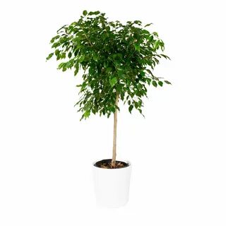 Plants company
