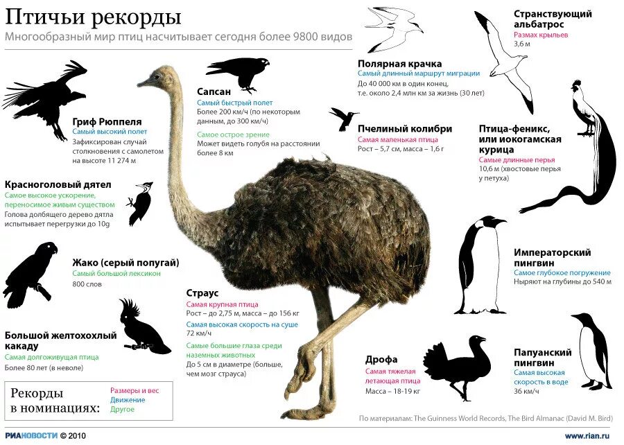 Интересные факты о птицах. Интересные акты о птиц. Страус. Самое удивительное птица факты.