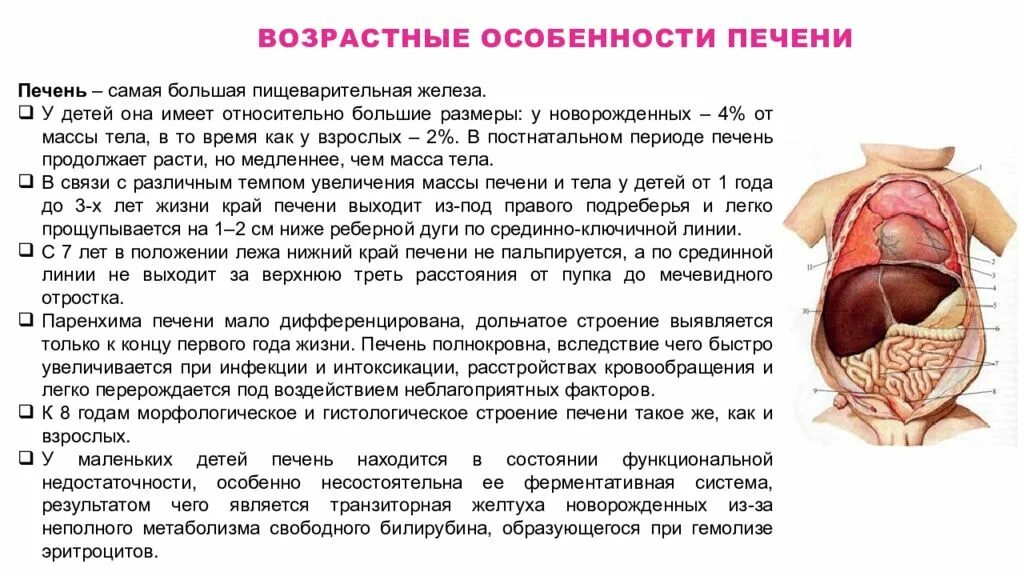 Почему может быть увеличена печень. Особенности строения печени у детей. Возрастные особенности печени у детей. Топография печени у новорожденного.