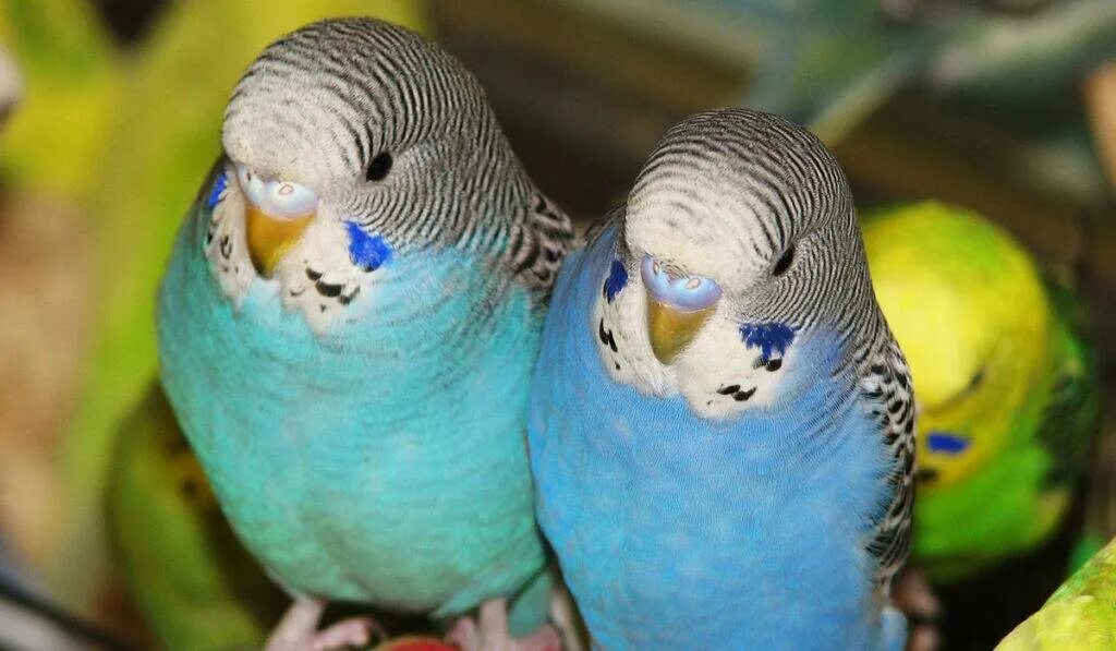 Попугаи волнистые попугайчики. Коричневый волнистый попугай. Волнистый попугай голубой самка. Волнистый попугай мальчик и девочка.