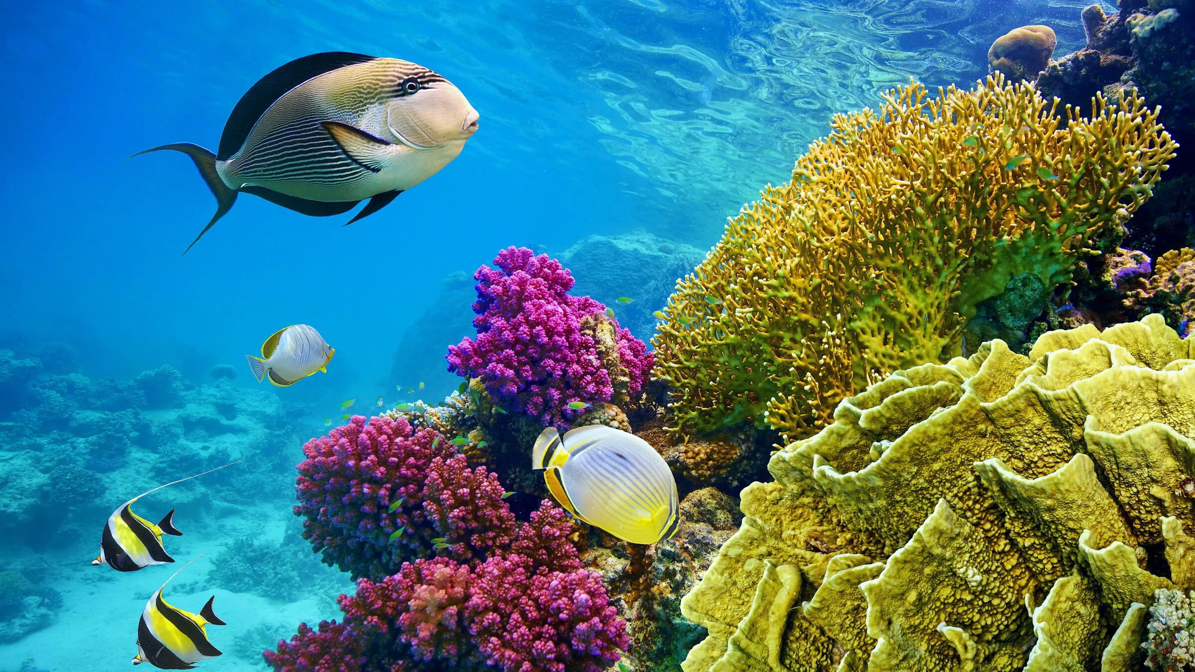 Коралловый риф в Шарм Эль Шейхе. Подводный мир Египта Шарм-Эль-Шейх. Шарм-Эль-Шейх подводный мир красное море. Египет подводный мир Шарм-Эль-Шейх подводный. Красивые коралловые рифы