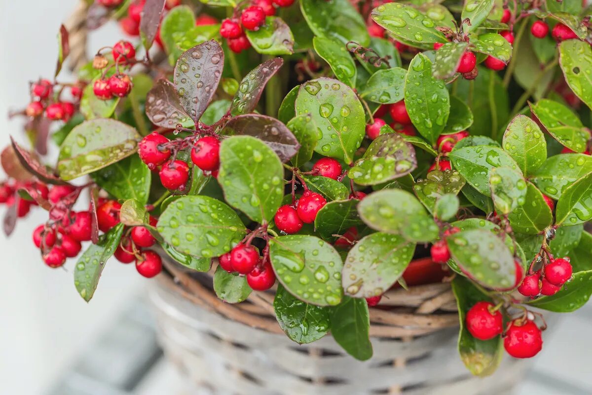 Растения с красными ягодками. Гаультерия лежачая. wintergreen ягода. винтергрин растение. комнатное растение с красными ягодами.
