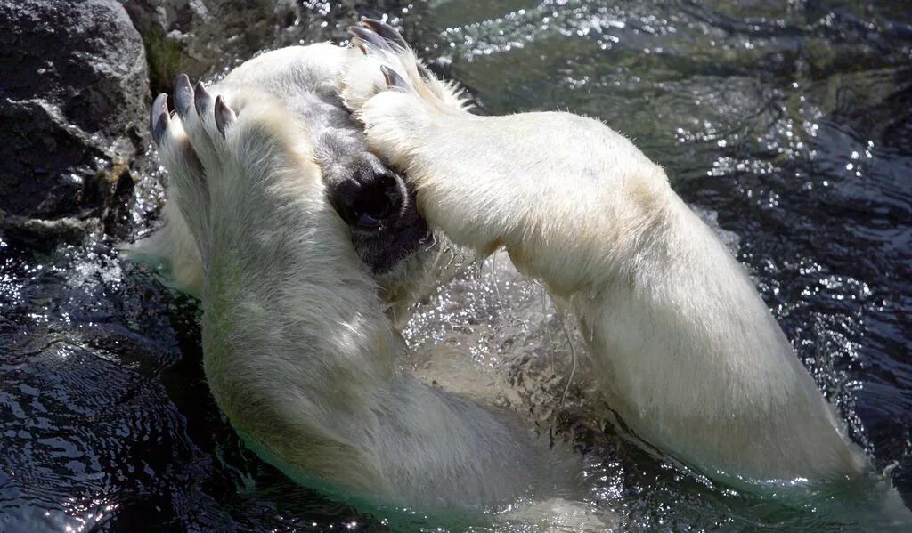 Медведь умывается. Белый медведь (лат. Ursus maritimus). Белый медведь охотится. Белый Медвежонок купается. Белый медведь умывается.