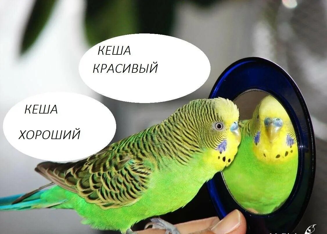 Говорящий попугай какой лучше. Волнистый попугай. Как научить попугая говорить. Как научить попугая разговаривать. Говорящие волнистые попугаи.