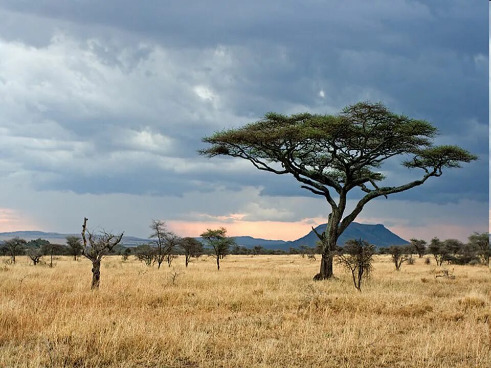 Africa grows. Национальный парк Серенгети Танзания. Национальный парк Серенгети растительность. Климат саванны. Саванны субэкваториального пояса.