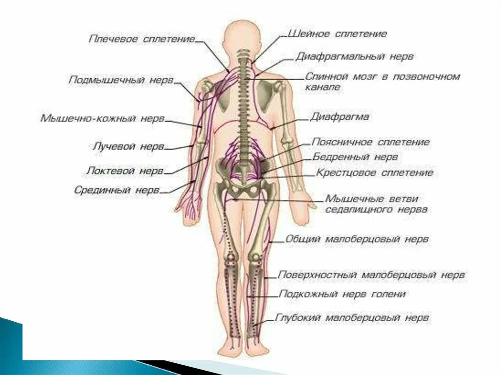 Периферические нервы и сплетения. Сплетения спинномозговых нервов схема. Периферическая нервная система анатомия строение. Нервные сплетения спинномозговых нервов анатомия схемы. Функциональная анатомия спинномозговых нервов.