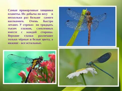 Насекомые весной презентация