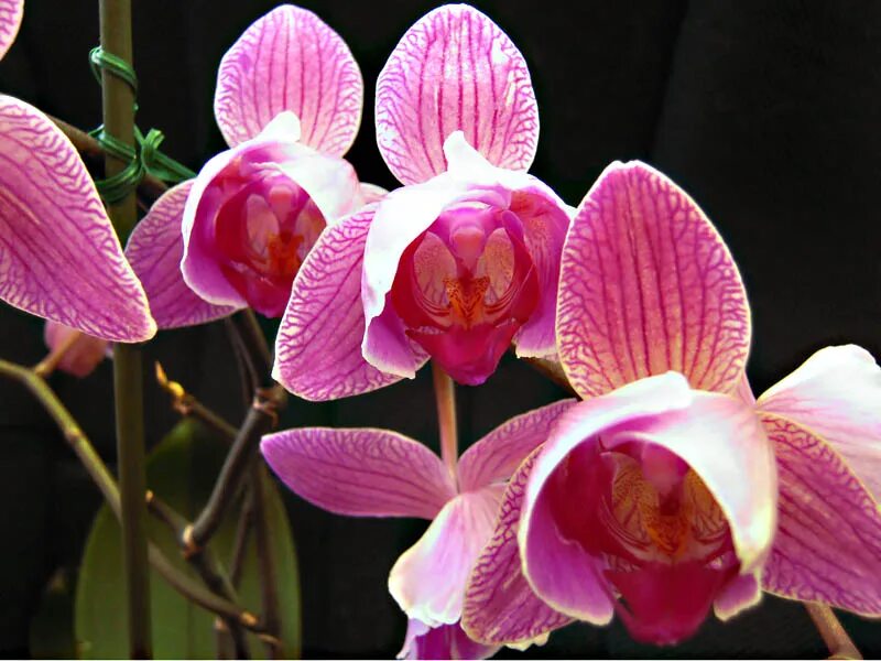 Peloric орхидея. Фаленопсис бьюмонт. Фаленопсис феникс пелорик. Фаленопсис монтре пелорик. Пелоры фаленопсис.