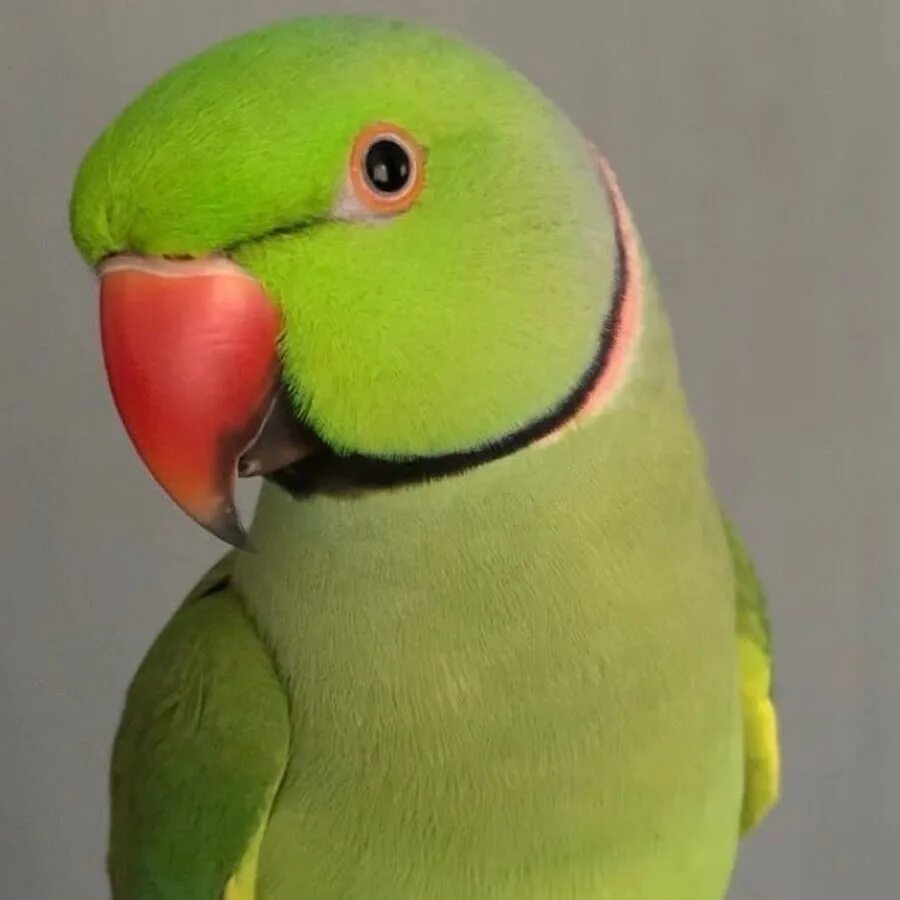 Амазон и ожереловый попугай. Ожереловый попугай Ричи. Ожереловый попугай зеленый. Говорящий ожереловый попугай Ричи. Ожереловый разговаривает