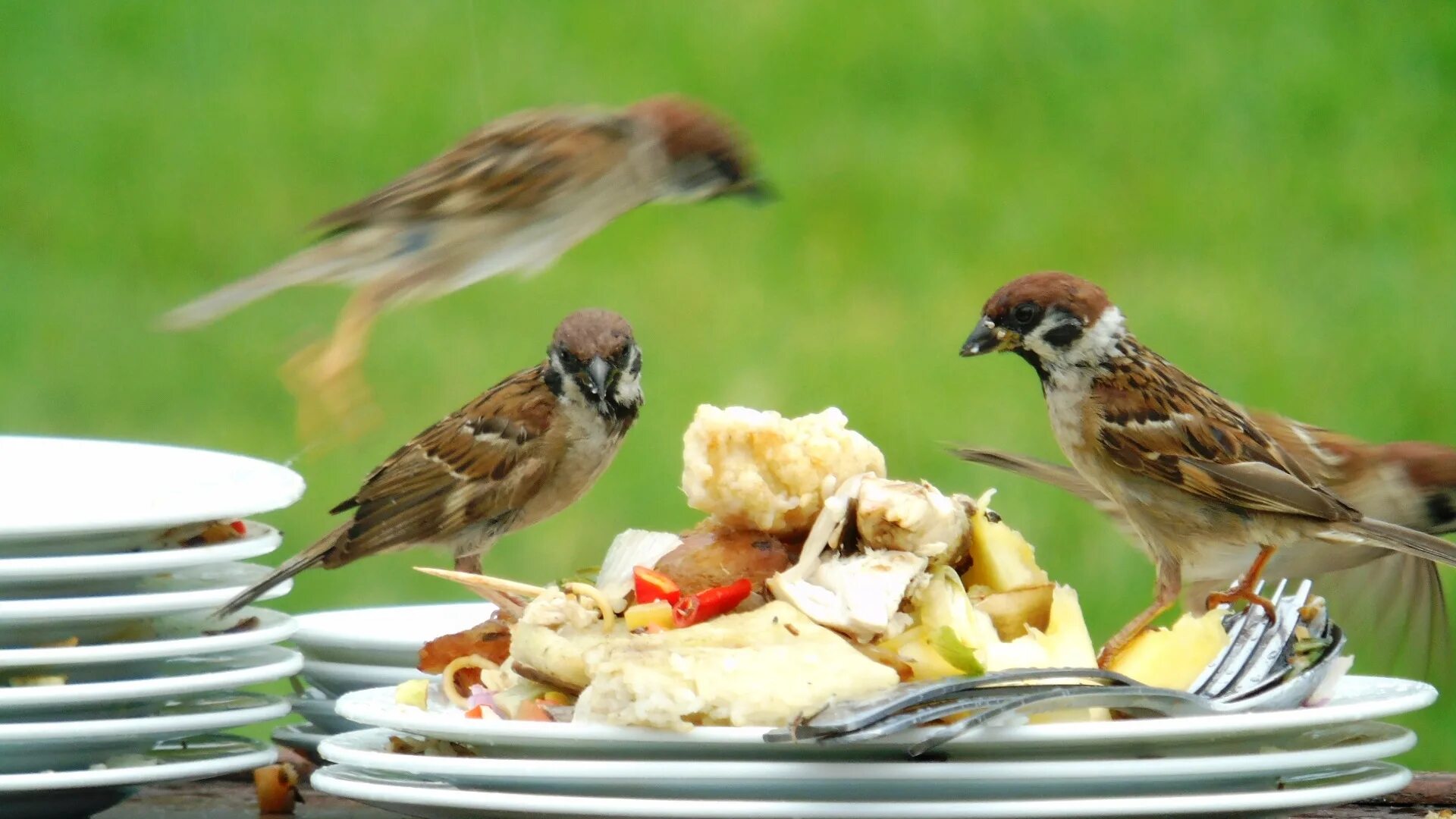 Птицы едят железо. Пища птиц. Что кушают птицы. Еда для воробья. Воробей кушает.