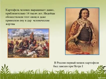Откуда в европу завезли картофель