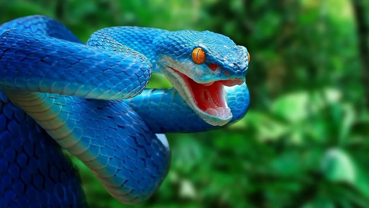 Включи видео про змеей. Покажи змей. Змея смотрит.
