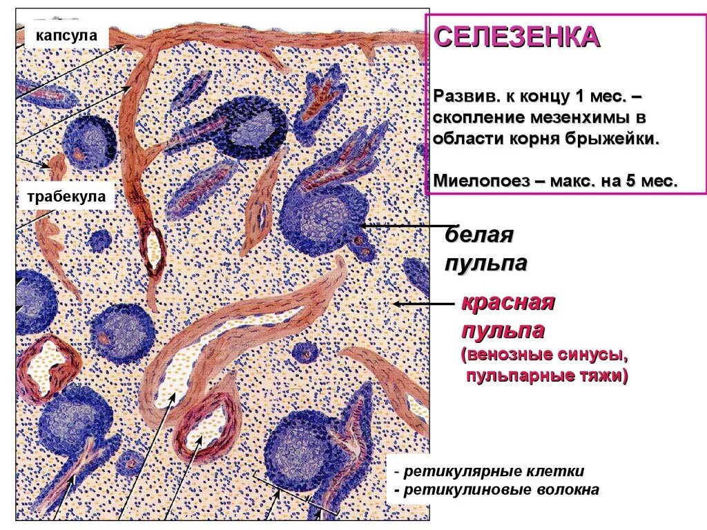 Селезенка микропрепарат гистология. Селезенка гистология препарат. Красная пульпа селезенки микропрепарат. Строение селезенки гистология. В селезенке образуются клетки