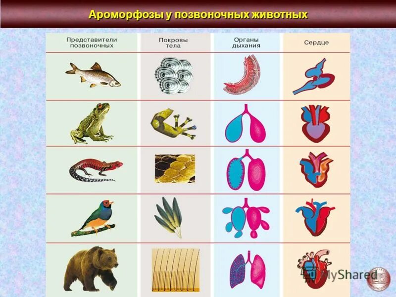 Примером ароморфоза является развитие