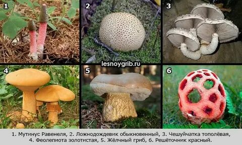 Ядовитые грибы похожие