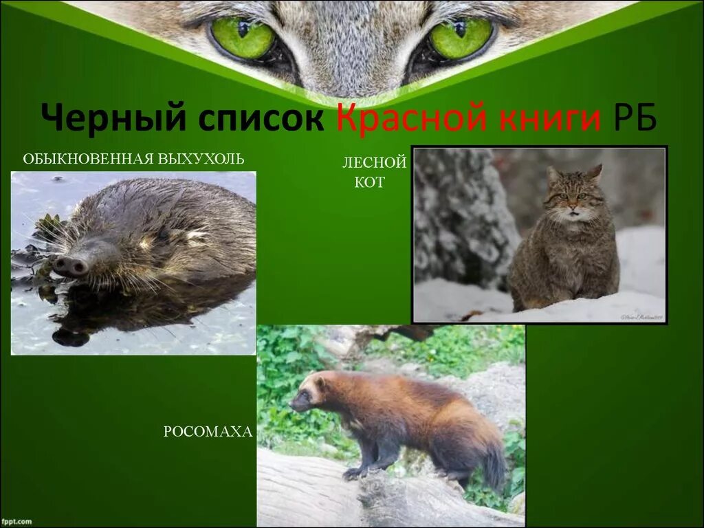 Красная книга республики беларусь животные