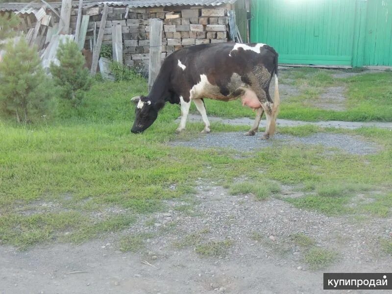 Барахолка животных в Мариинске. Корова 4 отелом сколько стоит. Матвеевский раон телята. Продам корову высокоудойную.
