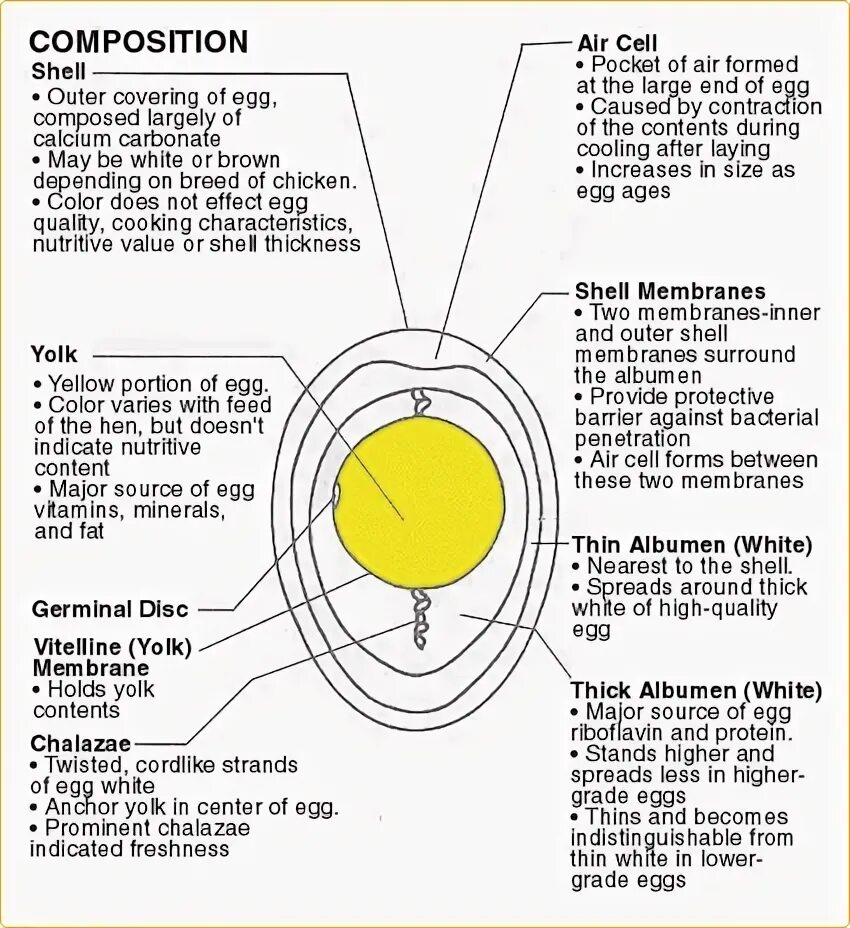 It is the egg. Egg composition. air quality egg. egg как переводится. eggshell membrane инструкция.