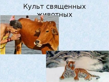 Почитание животных