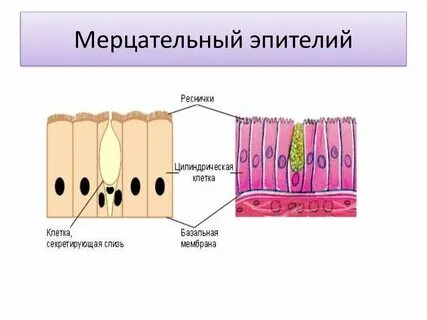 Эпителий клеток большое количество