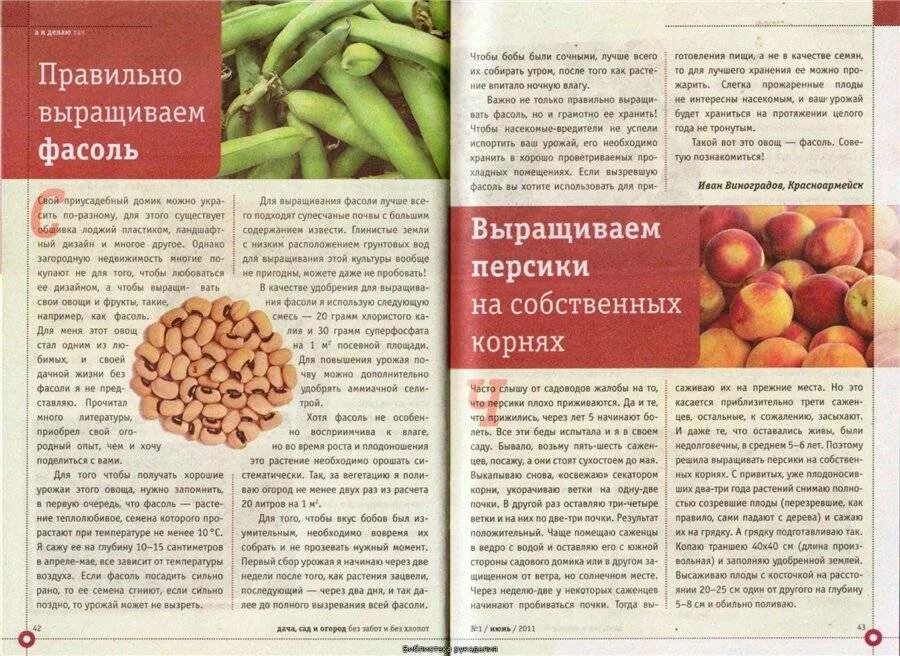 Можно ли давать курам фасоль. Можно ли фасоль при гв. фасоль урожай. с чем можно есть бобы. можно ли стручковую фасоль при гв.