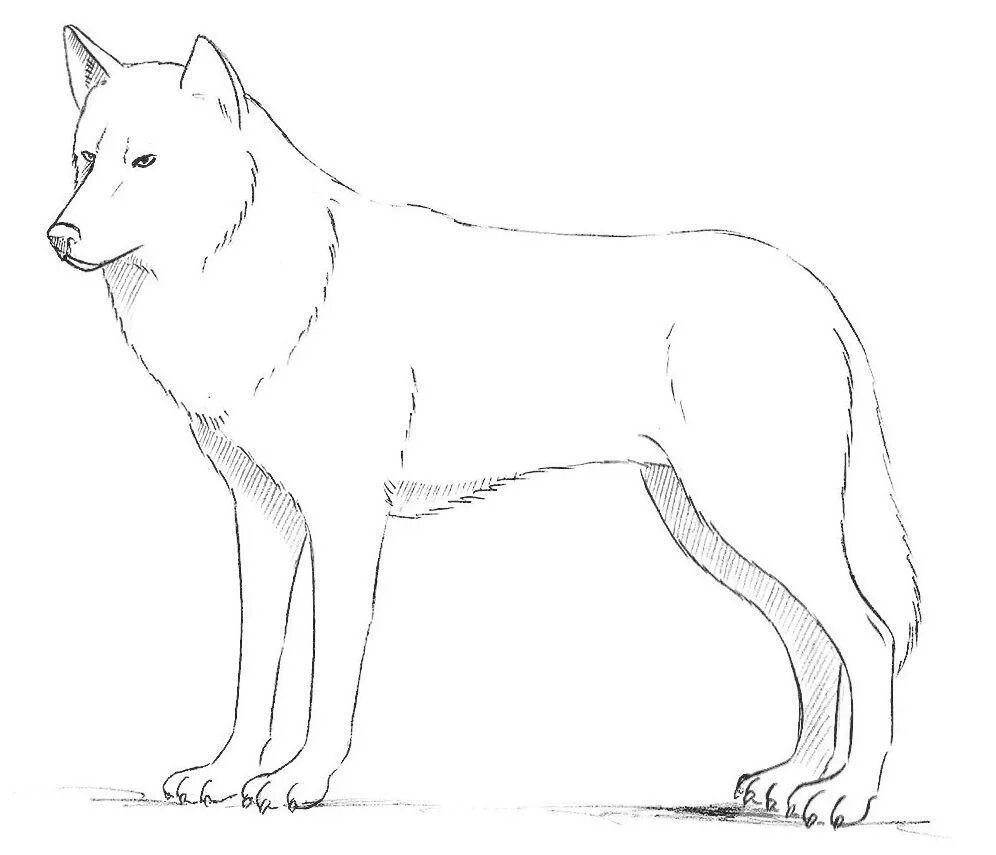How to wolf