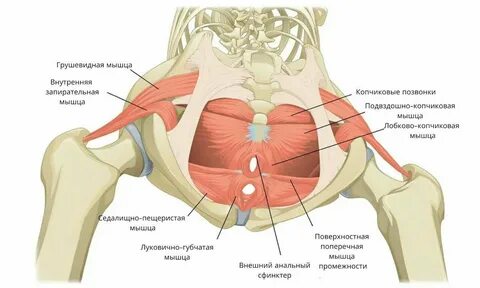 Анатомия мышц тазового дна 