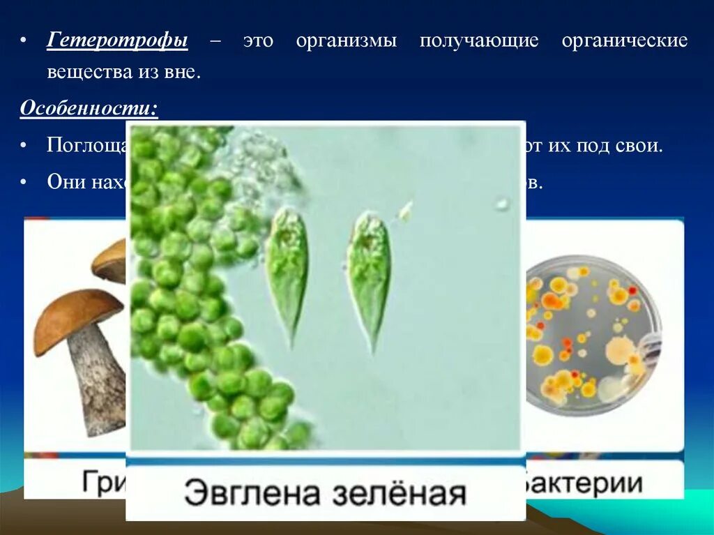 Систематик живых организ. С пищей человек получает. Организмы получающие готовые органические. Способы добывания пищи. Организмы использующие готовые органические вещества называются.