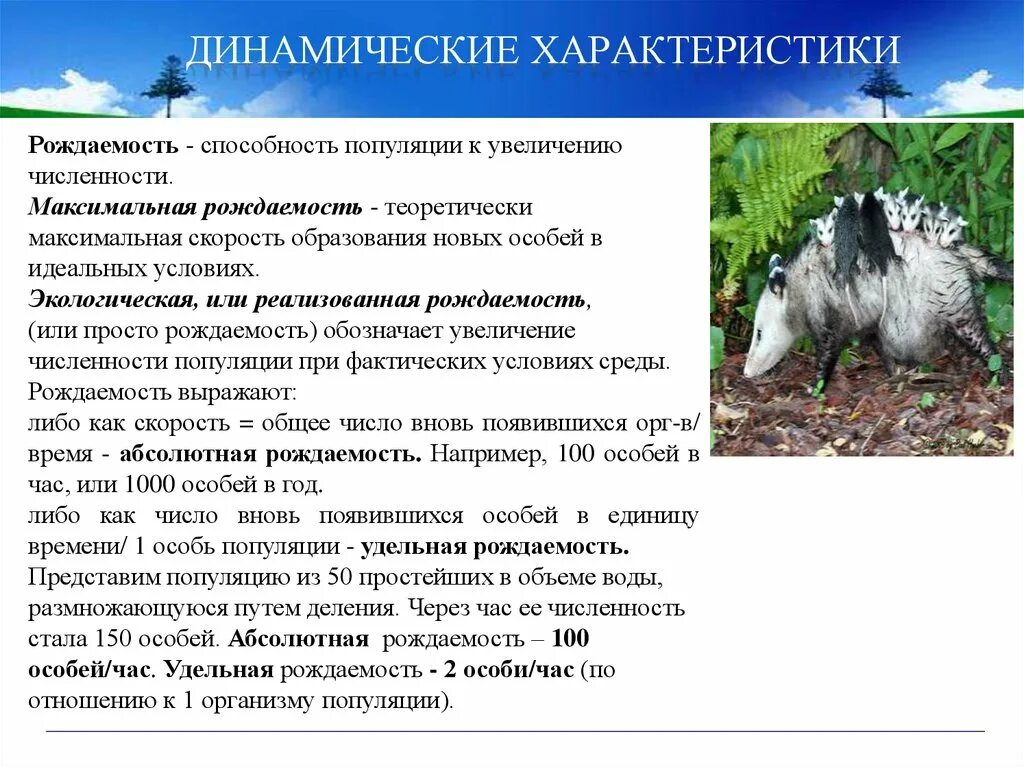 Популяция способна к. Свойства популяции рождаемость. Характеристика рождаемости популяции. Рождаемость и смертность популяции. Экологическая рождаемость это.