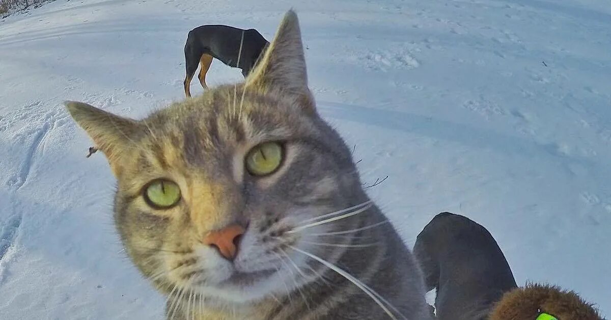 Кот селфи. Селфи кота Мэнни. Селфи кота на фоне собак. Селфи кота с собаками. Включи коты номер 4