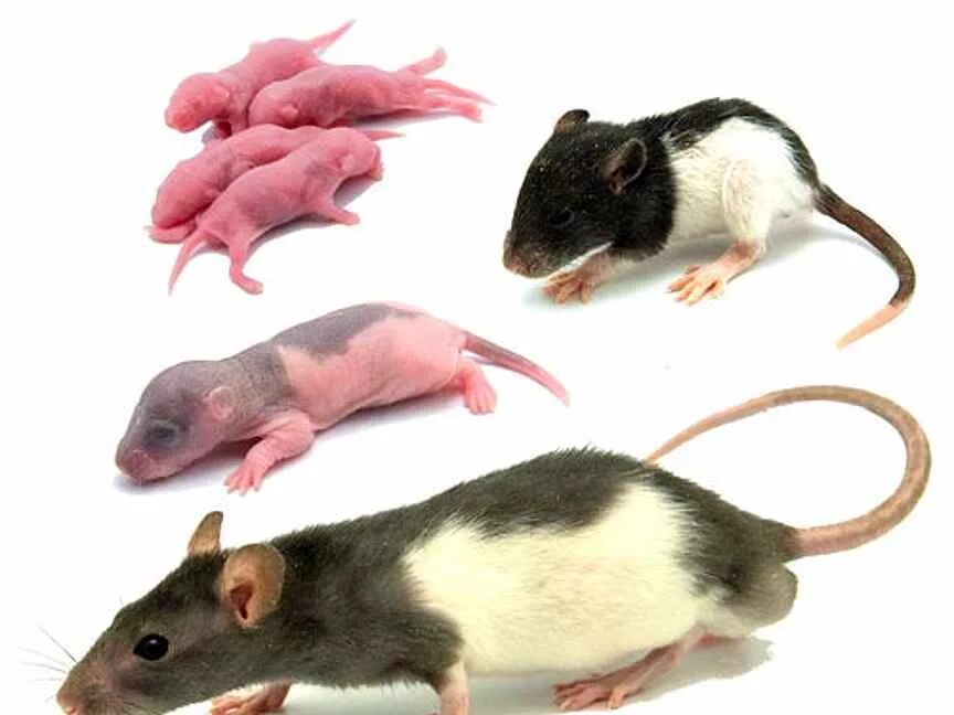 Взрослые мыши. Кормовые крысы. Крысы опушата. Кормовые мыши.