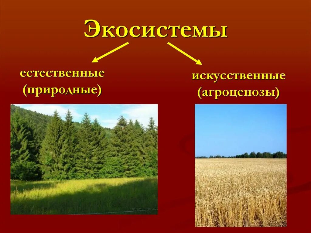 Искусственные экосистемы агроценозы. Природные и искусственные экосистемы. Природная экосистема и искусственная экосистема. Естественный и искусственный агроценоз.