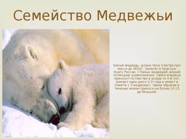 Презентация к проекту "Лэпбук - Красная книга Архангельской области" - начальные