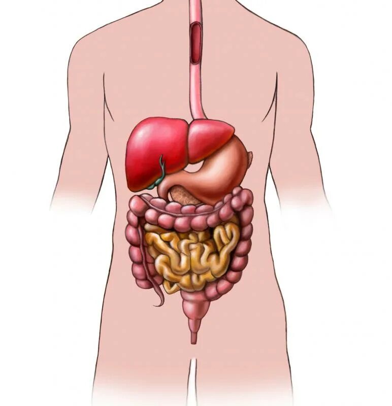 Internal organs. Органы человека желудок и пищеварительная система. Пищеварительный тракт и печень. Анатомия человека внутренние органов пищеварения.