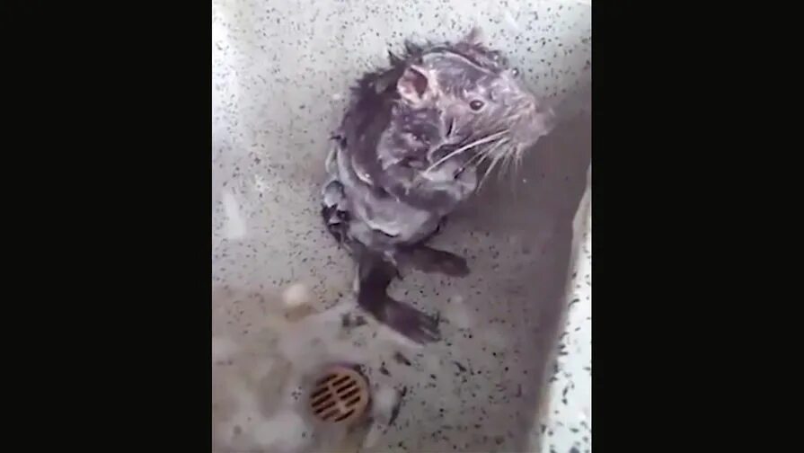 видео где крыса. видео где крыса. видео где крыса. видео где крыса. мышь моется в раковине.