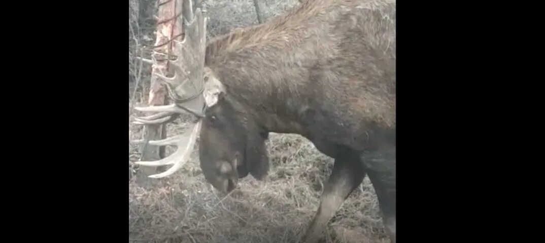 Огромный Колымский Лось. Песня застряли лоси