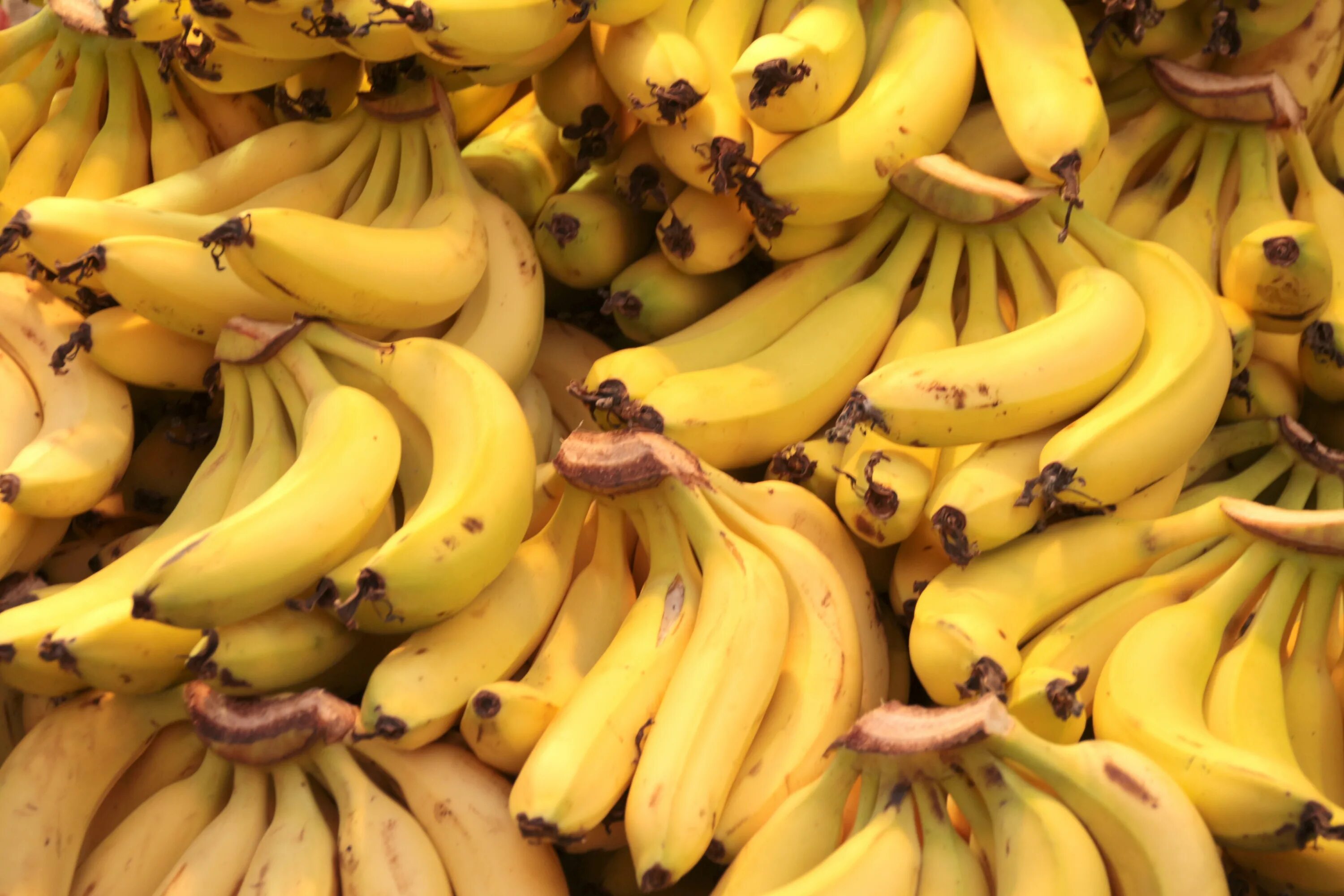Видео где банан. Банан. Фрукты банан. Куст банана. Тропические фрукты бананы.