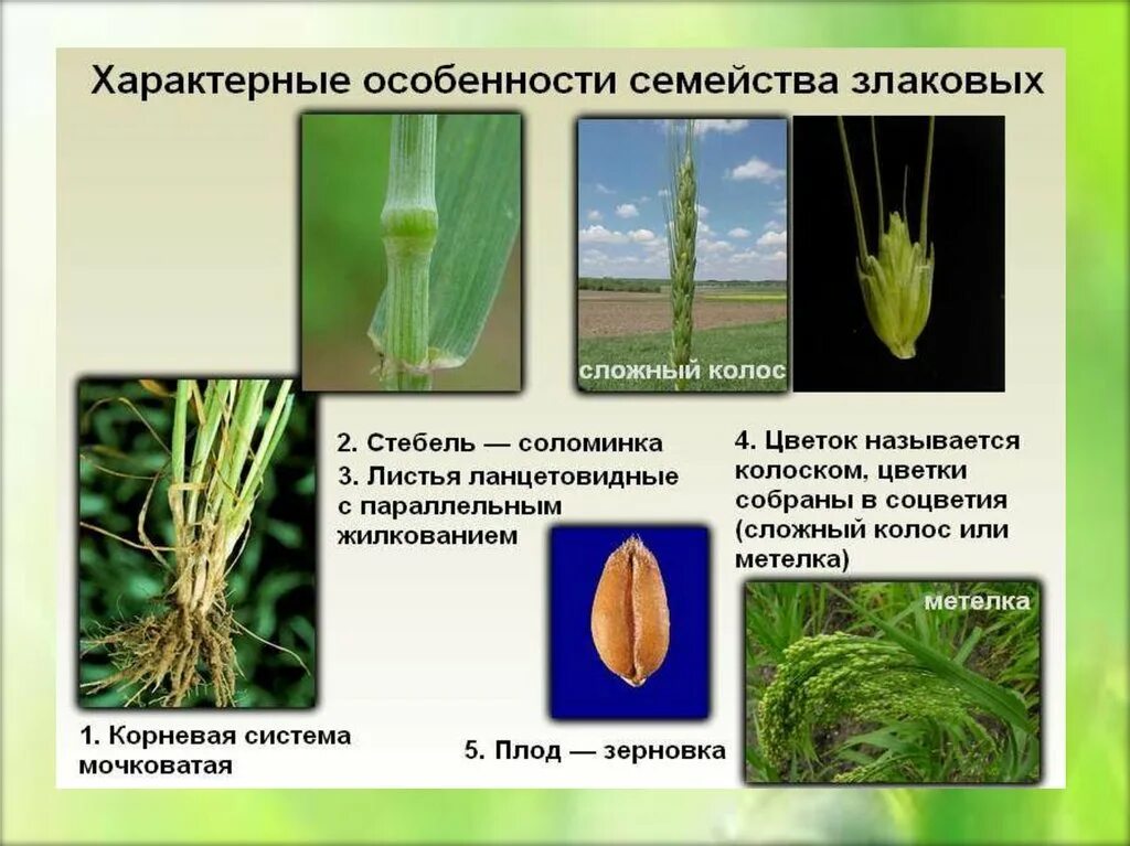 Семейство злаковые 7 класс. Однодольные растения семейство злаки. Признаки семейства Однодольные злаковые. Класс Однодольные семейство зл. Однодольные злаковые представители.