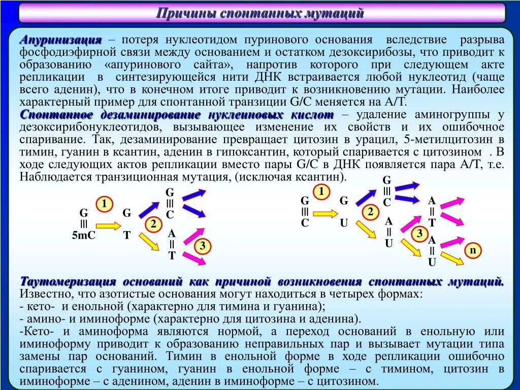 Изменения происходят в последовательности нуклеотидов молекулы днк. Причины возникновения мутаций. Причины спонтанных мутаций. Причины возникновения мутация ДНК. Апуринизация нуклеотидов.