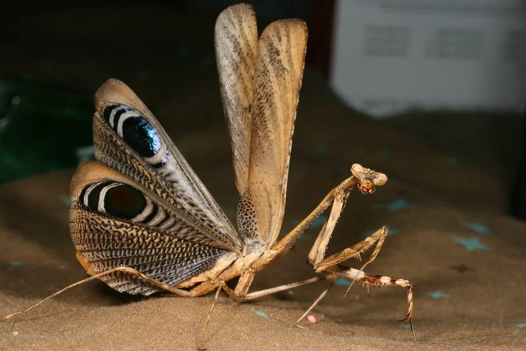 Pseudempusa pinnapavonis. Богомол Pseudempusa pinnapavonis. Богомол пятнистокрылый (Iris polystictica). Мадагаскарский богомол.