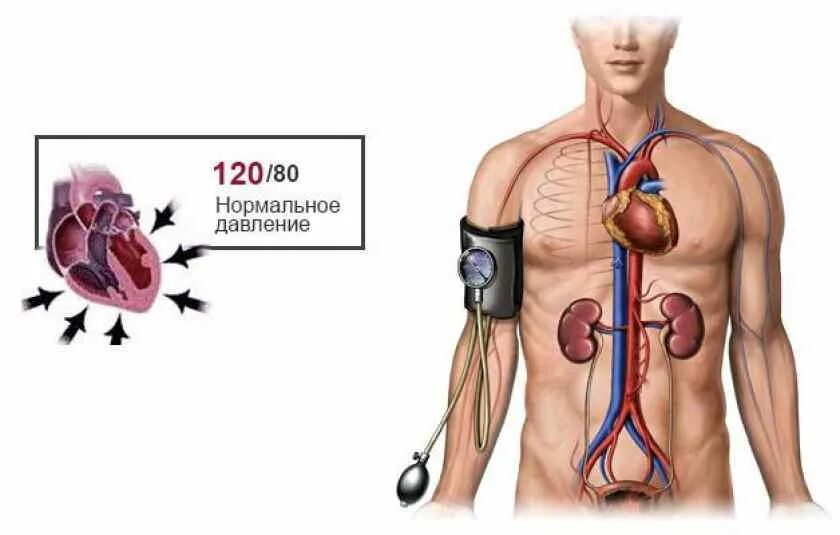Давление человека. Нормальное давление. Норма давления у взрослого человека. Норма давления у мужчин.