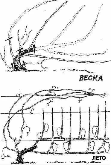 Формирование винограда весной. Схема обрезки винограда весной для начинающих. Схема обрезки винограда летом правильно. Подрезка винограда весной схема.