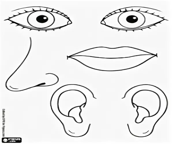 Нос рот голова уши. Части лица для аппликации. Части лица для малышей. Части лица раскраска. Органы чувств раскраска.