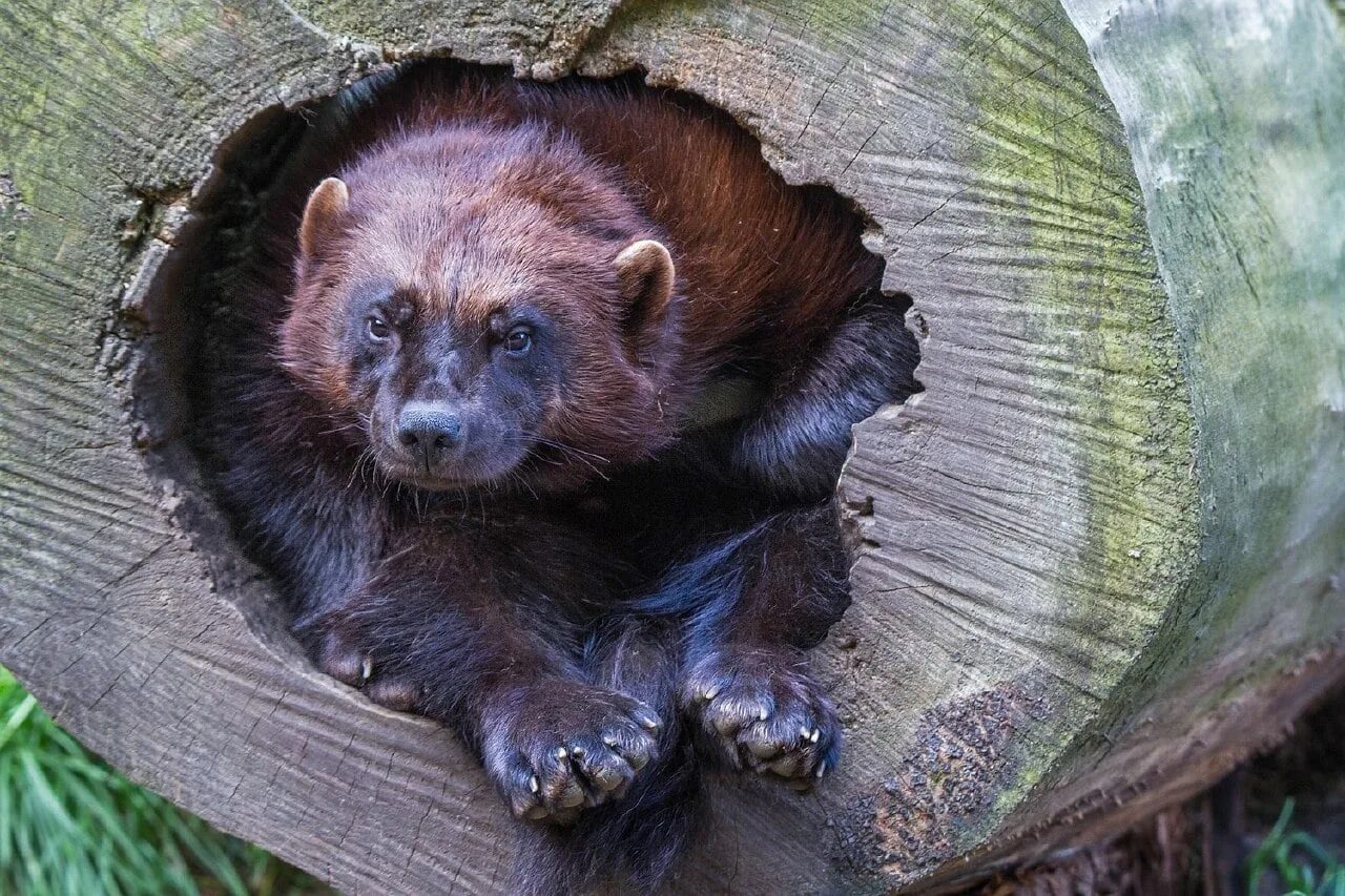 Росомаха животное. Росомаха (Gulo Gulo). Жилище Росомахи. Росомаха Байкальская.